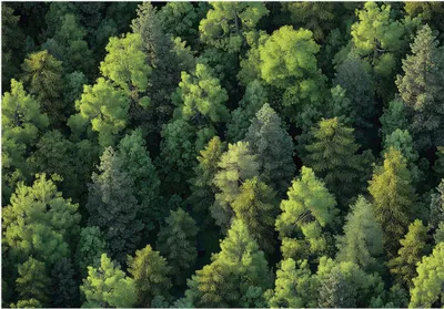 Produktbild von Fototapete Wald Natur - Tapete Küche - 350x250 cm - inklusive kleister - Vlies Tapete - Vliestapete Wohnzimmer Schlafzimmer Küche Modern Wandtapete