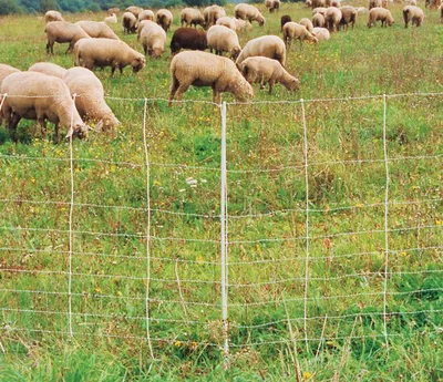 Produktbild von horizont Ersatzpfahl weiß für Elektronetze - 105 cm hoch mit Einzelspitze