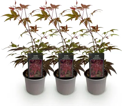 Image de Green boutiQ - Plante de jardin - Acer palmatum Atropurpureum - Violet - 3 plants - À feuilles caduques - Peu d'entretien - Pot de 12 cm, hauteur 35 cm