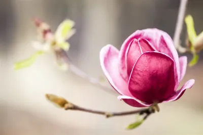Produktbild von Magnolia soulangiana 'Genie' -R-, Magnolie, dunkelrot, 60–80 cm