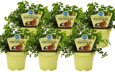Obrázok produktu pre Sada 6 k?mnych rastlín pre domáce zvieratá Callisia repens Vitálne krmivo pre králiky, okrasné vtáky, plazy, škre?ky a mor?atá
