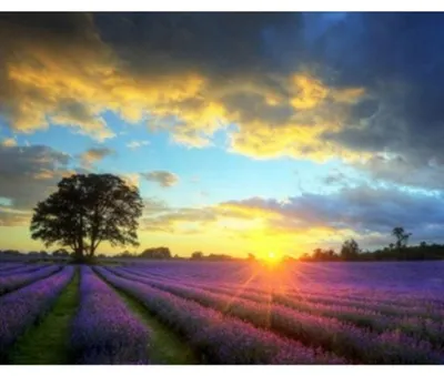 Immagine prodotto di Mosaico a Diamante "Sole sopra un campo di lavanda", 30x40 cm, kit creativo per mosaici a diamante