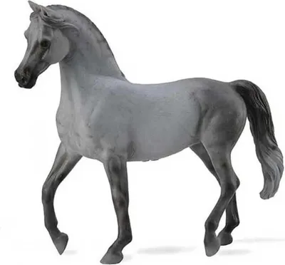Immagine prodotto di Cavallo grigio arabo