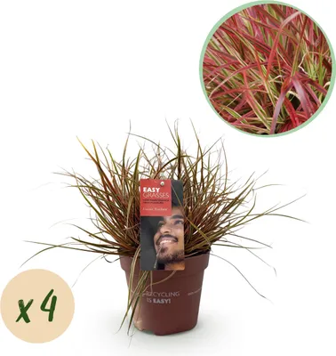 Produktbild von GreenboutiQ - Ziergräser - Uncinia rubra Everflame - Rot - 4 Pflanzen - Immergrün - Wenig Pflege - Topf 17cm Höhe 50cm