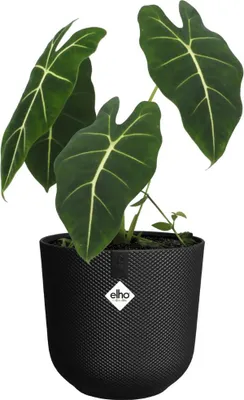 Produktbild von elho jazz rund 19cm living schwarz, Schwarz, Kunststoff, 3,7 l, Rund, 100%, 18,9 cm