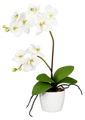 Produktbild von Künstliche Orchidee 60 cm im Topf 13 cm in Creme