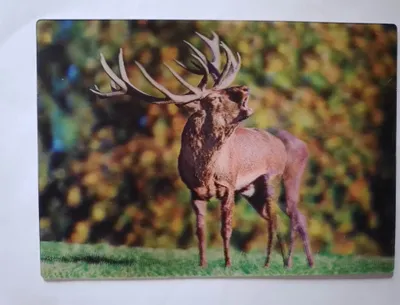 Produktbild von 3 D Ansichtskarte Hirsch, Postkarte Wackelkarte Hologrammkarte Tiere Hirsche Waldtiere