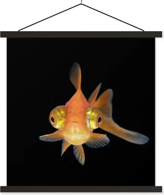 Produktbild von MuchoWow® Textilposter Goldfisch - Meerestiere - Augen 90x90 cm mit schwarzem Rahmen - Magnetisches