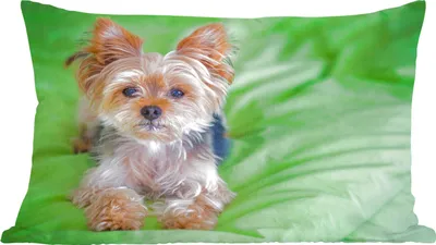 Produktbild von MuchoWow® Zierkissen Sofakissen Wohnzimmer Dekokissen 60x40 cm Ein Yorkshire Terrier liegt auf einem grünen Kissen - Kopfkissen - Polster mit Foto