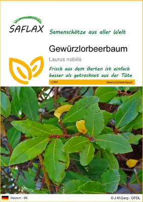Produktbild von SAFLAX - Gewürzlorbeerbaum - 6 Samen - Laurus nobilis