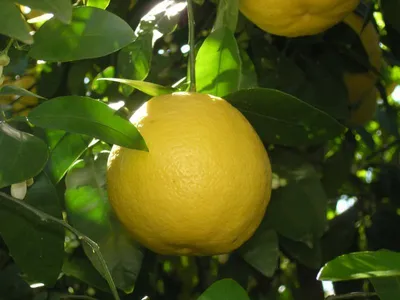 A close-up of a yellow grapefruit hanging from a tree, surrounded by green leaves.