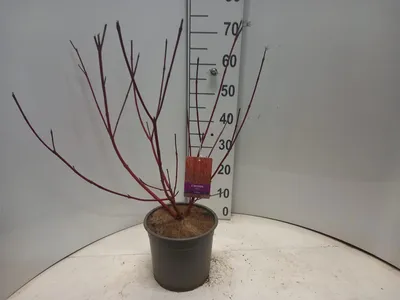 Zdjęcie produktu dla Cornus alba 'Sibirica' – dereń | 60–80 cm w doniczce