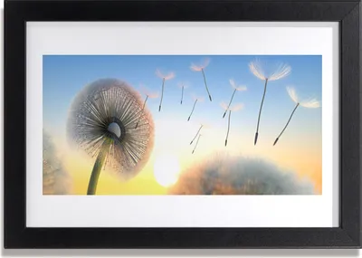 Produktbild von Bild 30x20 MDF-Rahmen Wandkunst Löwenzahn-Blumen-Anlage