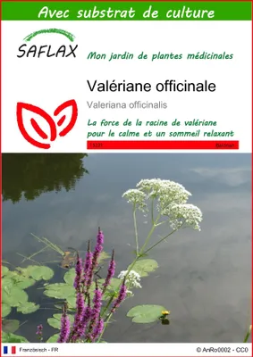 Image de SAFLAX  - Valériane officinale - 200 graines - Avec substrat - Valeriana