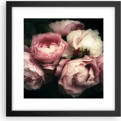 Produktbild von Gerahmtes Poster - Schwarzer Rahmen - Pfingstrose Blume - 30x30 cm - Wand Bild - Wanddeko - Wandbilder - Kunstposter - Wandposter - Bilderrahmen - Bilder - Kunstdruck - Wandbild - P2BAC30x30-3930