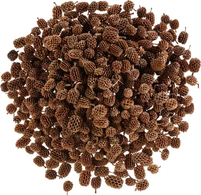 Produktbild von Zapfen Casuarina, ca. 430 g