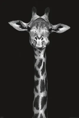 Immagine prodotto di Animali selvatici - Giraffa - Ritratto di animale - Stampa poster 61x91,5