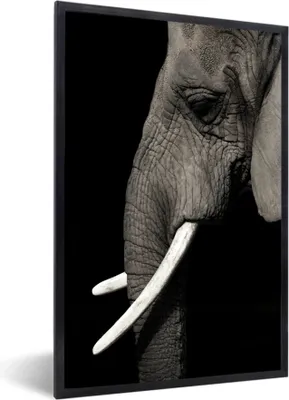 Produktbild von MuchoWow® MuchoWow® Gerahmtes Poster Elefant - Tier - Stoßzahn 60x90 cm - Poster mit zchwarzem Bilderrahmen - Kunst