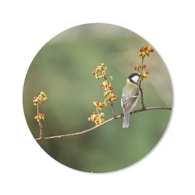 Produktbild von MuchoWow® Mauspad Mousepad Kohlmeise auf einem bunten Zweig 20x20 cm - Mousepads - Maus Mat - Pad - Mausunterlage - Schreibtischmatte