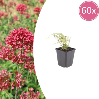 Image de Centranthus ruber 'Coccineus' | 60 pièces - 10-25cm - Ø9cm - Plante de jardin