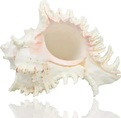 Produktbild von Große natürliche Muscheln, riesige Ozeanmuschel 18–20cm