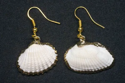 Produktbild von Muschel Ohrringe Miniblings Hänger Strand Meer Urlaub boho weiß gold
