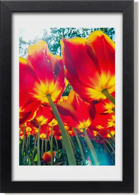 Produktbild von Bild 20x30 MDF-Rahmen, Wandkunst Rote Tulpen
