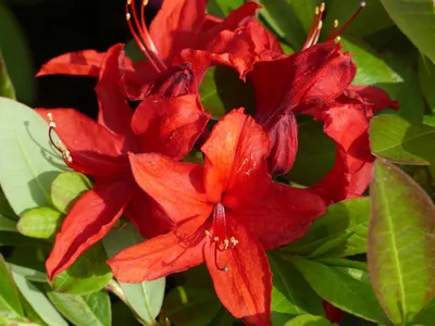 Produktbild von Sommergrüne Azalee Nabucco - Rhododendron luteum Nabucco - 40-50cm