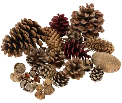 Produktbild von Zapfen Bastelmaterial für Weihnachtsdeko und Adventsgestecke