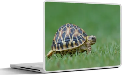 Produktbild von MuchoWow® Laptop Aufkleber Sticker Cover Schildkröte im Gras 30x22 cm - Laptop-Sticker