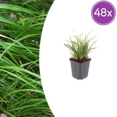 Immagine prodotto di Carex morrowii - Carex giapponese - Vaso da 9 cm - Altezza 10-25 cm - Set da 48 piante
