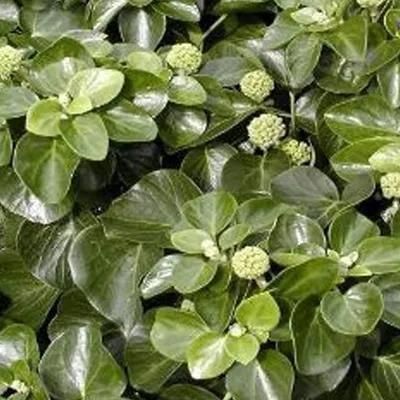 Immagine prodotto di 2 x  Edera  - Hedera helix 'Arbori Compact'  | 20-25 cm in vaso