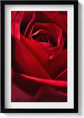 Produktbild von Nahaufnahme von roten Rosenblättern– Wandbild mit Rahmen – Gerahmtes Bild  – Wanddekoration – 40x60 cm –  Schwarz