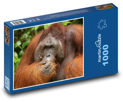 Produktbild von Puzzle 1000 Orang-Utan im Dschungel - martinpuzzle