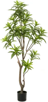 Immagine prodotto di Pianta artificiale Dracaena - Albero del drago 155cm - Realistica con foglie