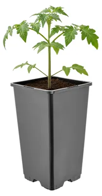 Produktbild von Garronda Hoher quadratischer Kunststoff-Blumentopf mit Drainagelöchern für Garten, Schwarz, 11 x 11 x 19 cm, 1,7 L GD-KW-HS