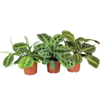 Produktbild von Maranta leuconeura 3er Set Zimmerpflanzen