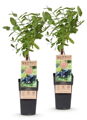 Image de Green boutiQ - Arbre fruitier - Lonicera caerulea Kamchatika - Baie de miel - Résistant au froid - Fruits bleus - 2 plants - Pot de 15 cm - Hauteur 50 cm