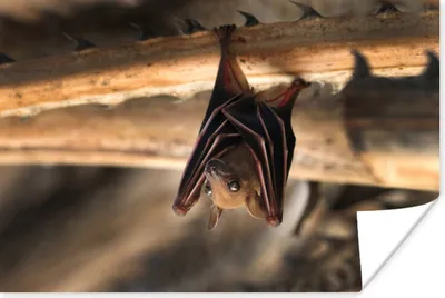 Produktbild von MuchoWow® Poster Baby - Fledermaus - Holz 60x40 cm - Schlafzimmerdekoration