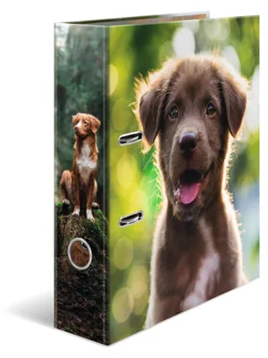 Produktbild von HERMA Ordner A4 Hund, 5 Stück, 7 cm breit, Kinder Ringordner mit Tier Motiv, bun