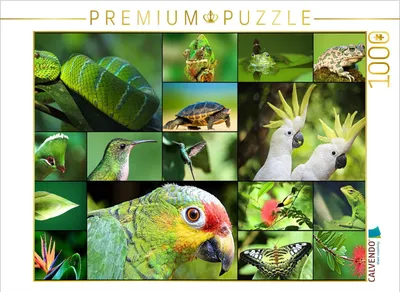Produktbild von CALVENDO Puzzle Jungle Adventure | 1000 Teile Lege-Größe 64x48cm Foto-Puzzle für glückliche Stunden