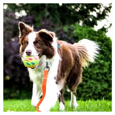 Produktbild von Schleppleine für Hunde 10 m Robuste Lange Hundeleine Reflektierend mit Gepolstertem Griff und Handschlaufe für Kleine bis Große Hunde