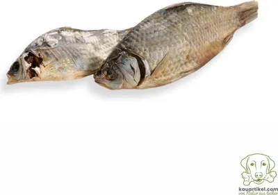 Produktbild von Karausche 1kg