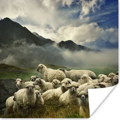 Produktbild von MuchoWow® Poster Schafe - Gras - Berg 75x75 cm - Wand Dekoration