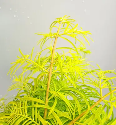 Obrázek produktu pro Sekvojovec pravý - Metasekvoje Gold Rush - 40 - 60 cm
