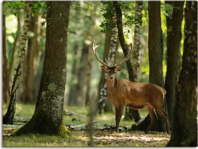 Produktbild von ARTland Leinwandbild Hirsch 4 - Wald Größe: 60x45 cm