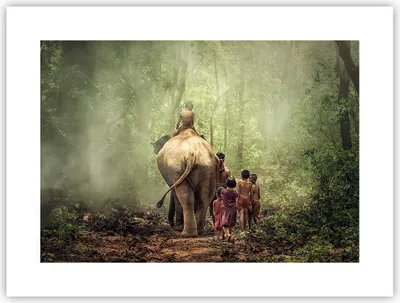 Produktbild von Poster - Poster ohne Rahmen - Elefant Dschungel Nebel - 40x30 cm - Wand Bild - Wanddeko - Wandbilder - Kunstposter - Wandposter - Bilder - Kunstdruck - Wanddekoration - Wandbild - P2XAA40x30-3438