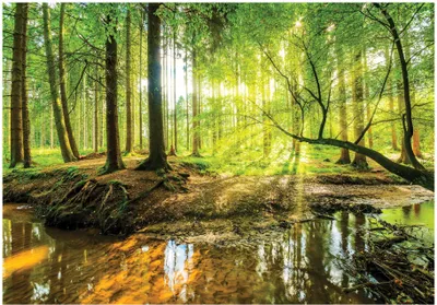 Produktbild von Fototapete Wald Sonne Natur 400x280 cm - inkl. Kleister - für Wohnzimmer Schlafzimmer Flur Modern Vlies Tapete Vliestapete Wandtapete Motivtapeten UV-Beständig