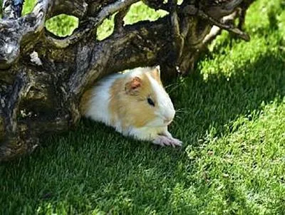 Produktbild von Meerschweinchen - 500 Teile (Puzzle)