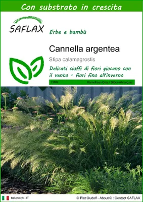 Immagine prodotto di SAFLAX  - Cannella argentea - 50 semi - Con substrato - Stipa